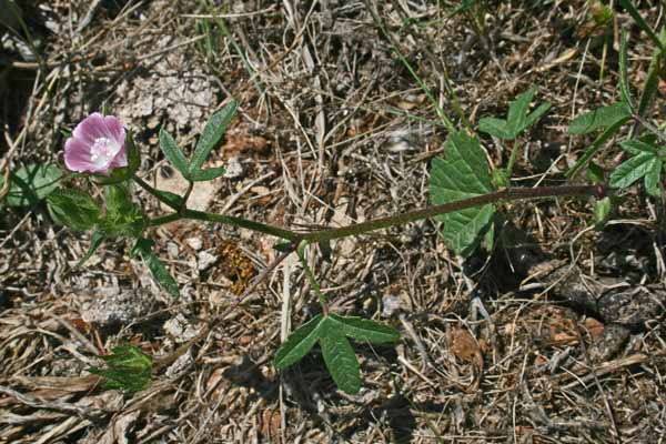 Malva setigera, Altea ispida