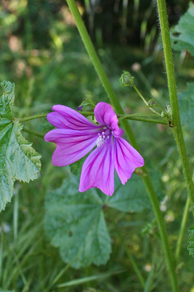 Malva sylvestris, Malva selvatica, Mamaredda, Marmara, Marmaruzza, Marva, Narba, Narbedda, Narbighedda, Pani e casu, Permuzza