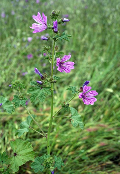 Malva sylvestris, Malva selvatica, Mamaredda, Marmara, Marmaruzza, Marva, Narba, Narbedda, Narbighedda, Pani e casu, Permuzza