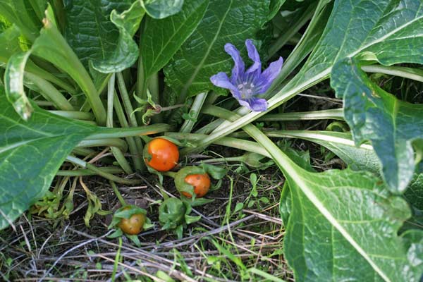 Mandragora autumnalis, Mandragora autunnale, Mandragura, Tomata burda