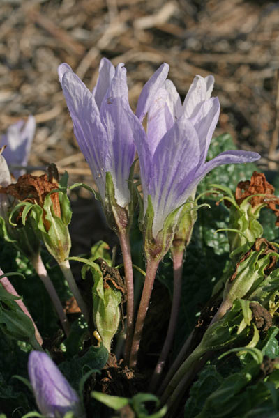 Mandragora autumnalis, Mandragora autunnale, Mandragura, Tomata burda