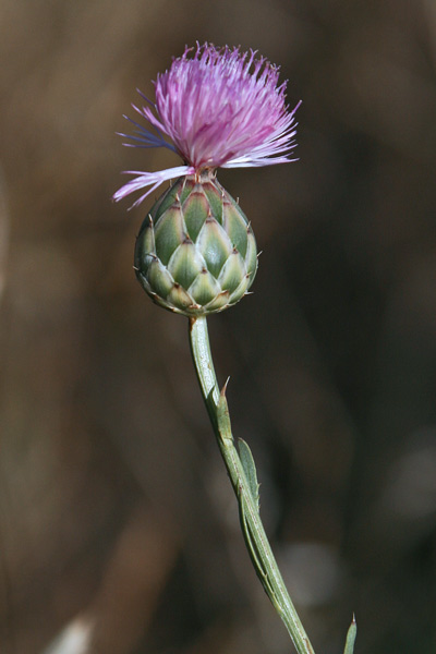 Mantisalca duriaei, Fiordaliso di Durieu