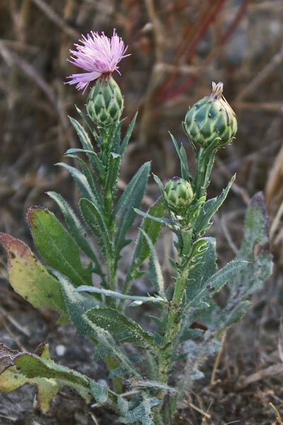 Mantisalca duriaei, Fiordaliso di Durieu