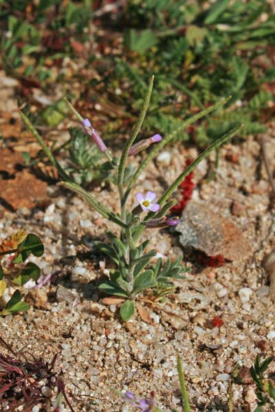 Marcus-kochia ramosissima, Malcomia ramosissima