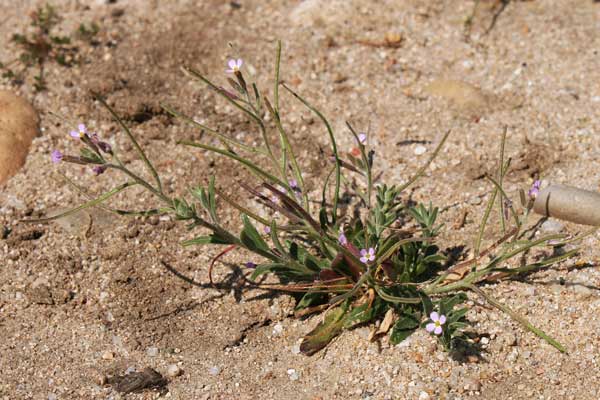 Marcus-kochia ramosissima, Malcomia ramosissima