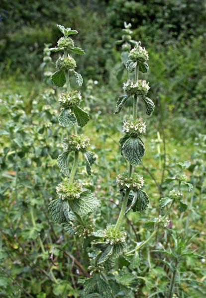 Marrubium vulgare, Marrobbio comune, Mentastro, Robbio, Alattueru, Marrubiu biancu, Marropiu