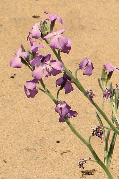 Matthiola sinuata, Violaciocca sinuata, Viola marina, Violetta de mari