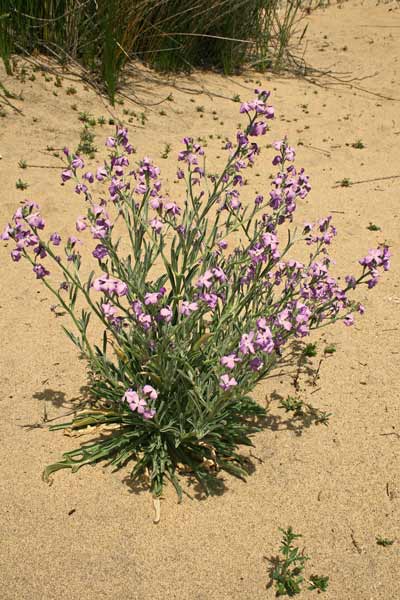 Matthiola sinuata, Violaciocca sinuata, Viola marina, Violetta de mari