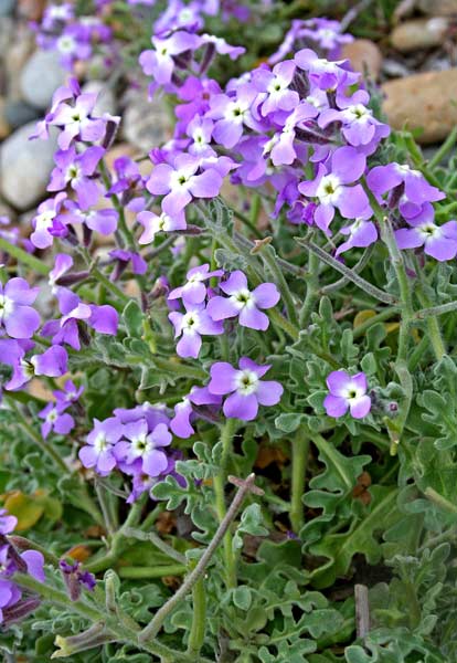 Matthiola tricuspidata, Viola marina, Violacciocca selvatica, Bascu marinu, Berbesa, Erba crabina