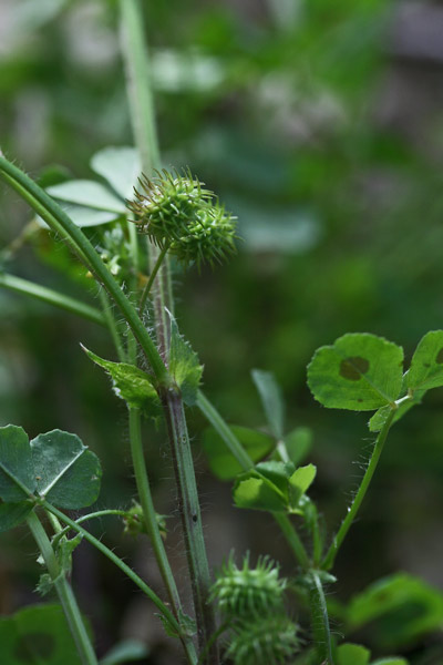 Medicago arabica, Erba medica araba, Erba medica d'Arabia, Tupitza