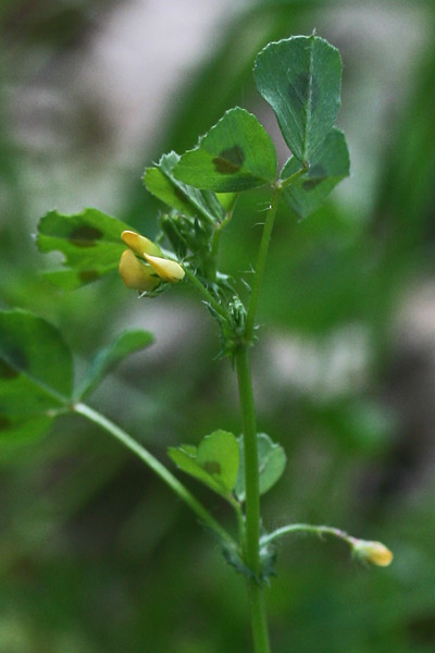 Medicago arabica, Erba medica araba, Erba medica d'Arabia, Tupitza