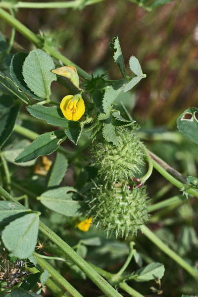 Medicago intertexta subsp. ciliaris, Erba medica cigliata, Travullu aresti