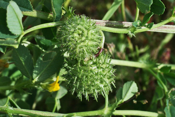 Medicago intertexta subsp. ciliaris, Erba medica cigliata, Travullu aresti