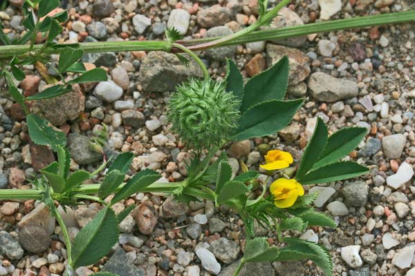 Medicago intertexta subsp. ciliaris, Erba medica cigliata, Travullu aresti