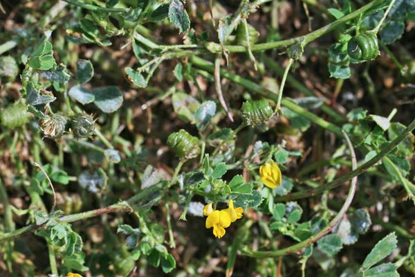 Medicago littoralis, Erba medica litorale, Travullu, Trevulleddu