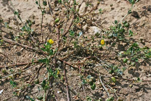 Medicago littoralis, Erba medica litorale, Travullu, Trevulleddu