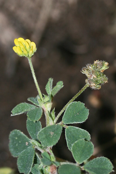 Medicago lupulina, Erba medica lupulina, Travullu, Trevulleddu