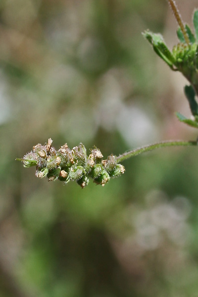 Medicago lupulina, Erba medica lupulina, Travullu, Trevulleddu