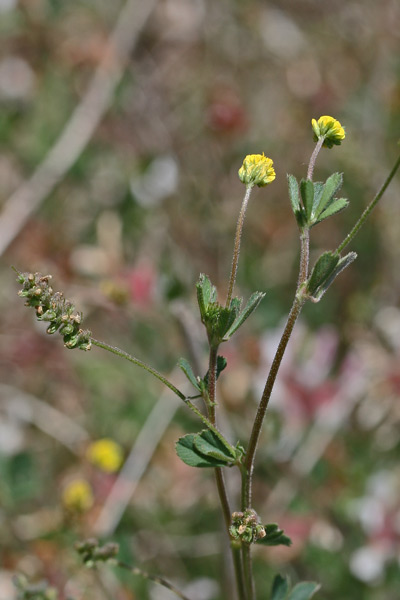 Medicago lupulina, Erba medica lupulina, Travullu, Trevulleddu