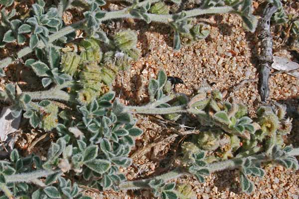 Medicago marina, Erba medica marina, Erba medica delle spiagge, Travullu, Trevulleddu, Trivozzu