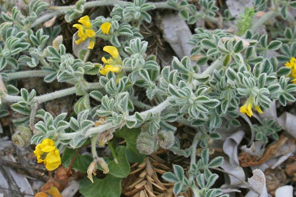 Medicago marina, Erba medica marina, Erba medica delle spiagge, Travullu, Trevulleddu, Trivozzu