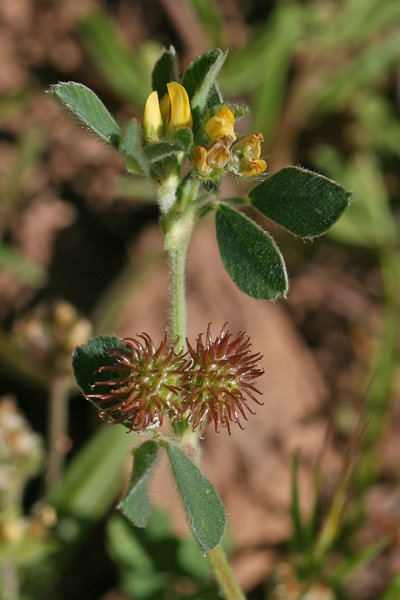 Medicago minima, Erba medica minima, Travullu, Travullu aresti, Trevulleddu