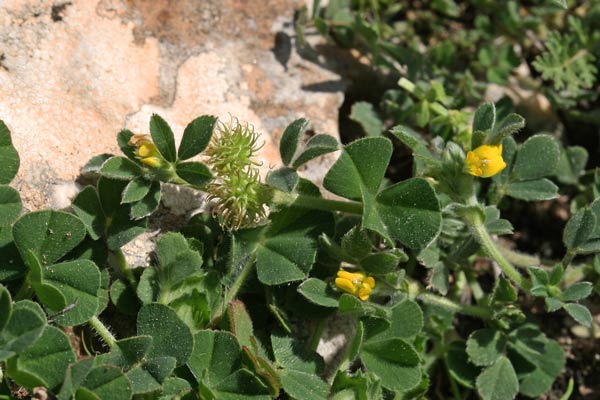 Medicago minima, Erba medica minima, Travullu, Travullu aresti, Trevulleddu