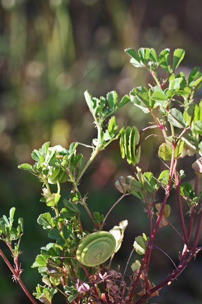 Medicago orbicularis, Erba medica orbicolare, Travullu arroliau, Trevullu arroliau, Truvellu