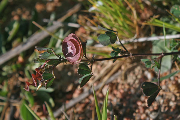 Medicago orbicularis, Erba medica orbicolare, Travullu arroliau, Trevullu arroliau, Truvellu