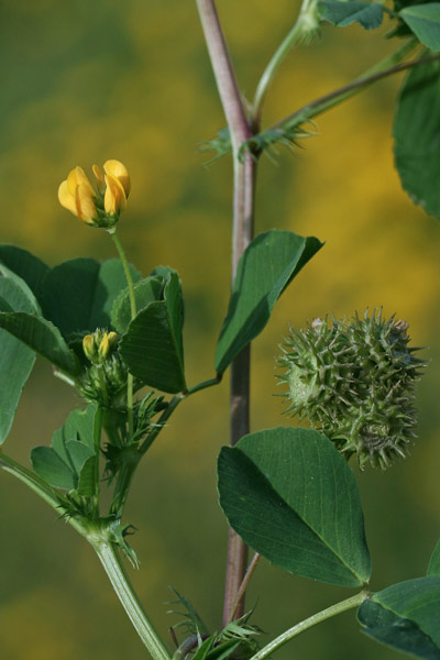 Medicago polymorpha, Erba medica polimorfa, Trifoglino,Travullu, Trevulleddu aresti