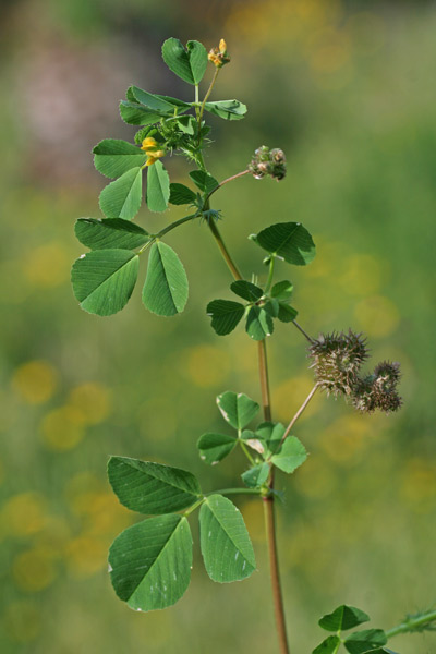 Medicago polymorpha, Erba medica polimorfa, Trifoglino,Travullu, Trevulleddu aresti