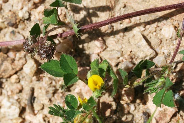 Medicago rigidula, Erba medica rigidetta, Travullu, Travullu aresti, Trevulleddu