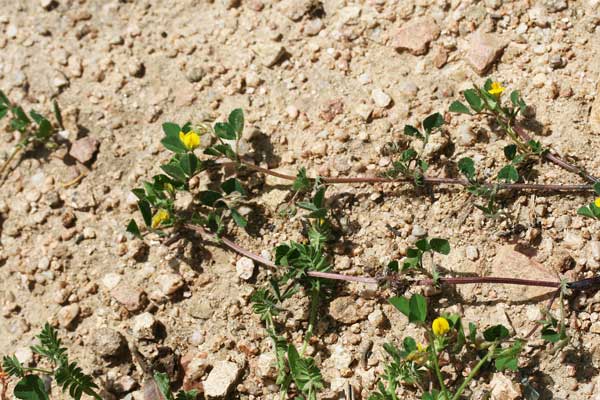 Medicago rigidula, Erba medica rigidetta, Travullu, Travullu aresti, Trevulleddu