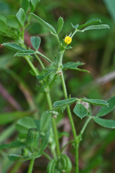 Medicago rugosa, Erba medica rugosa, Travullu