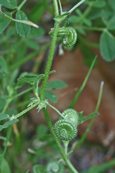 Medicago rugosa, Erba medica rugosa, Travullu