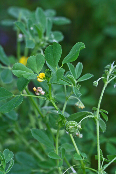 Medicago rugosa, Erba medica rugosa, Travullu