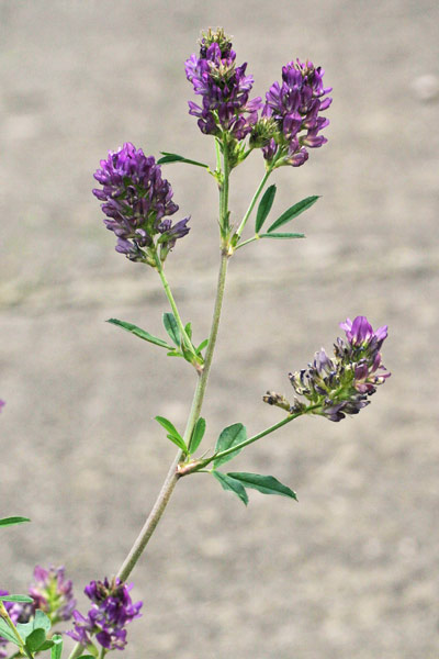 Medicago sativa, Erba medica, Erba Spagna, Medica, Alba medica, Erba medica, Erba merica, Meliga, Travuleddu, Travullu, Travullu aresti