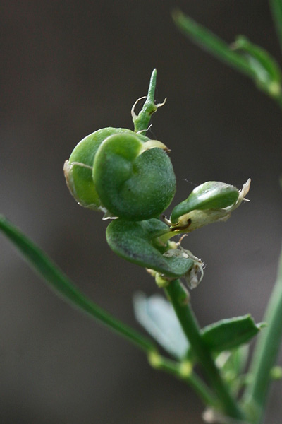 Medicago sativa, Erba medica, Erba Spagna, Medica, Alba medica, Erba medica, Erba merica, Meliga, Travuleddu, Travullu, Travullu aresti