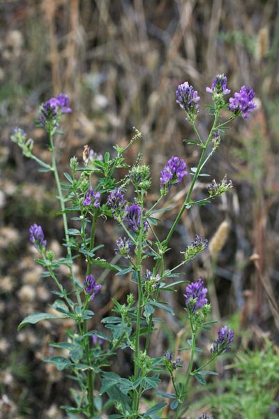 Medicago sativa, Erba medica, Erba Spagna, Medica, Alba medica, Erba medica, Erba merica, Meliga, Travuleddu, Travullu, Travullu aresti