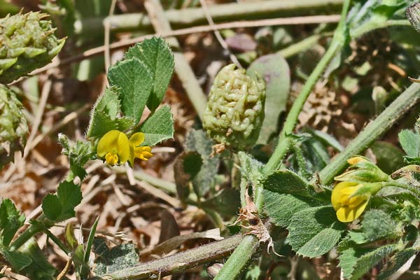 Medicago truncatula, Erba medica troncata, Travullu aresti