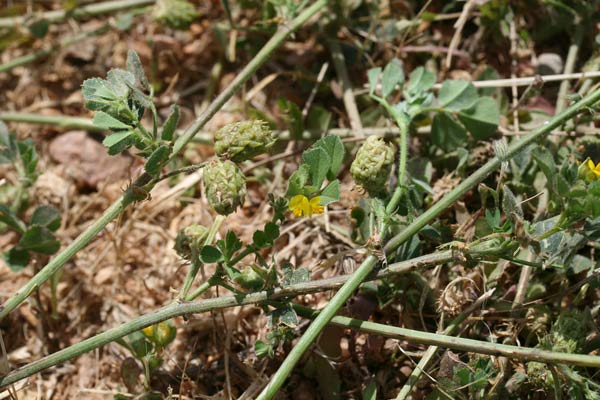 Medicago truncatula, Erba medica troncata, Travullu aresti