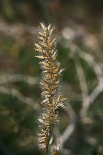 Melica ciliata, Melica barbata, Erba mustazzuda, Meliga