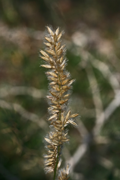 Melica ciliata subsp. magnolii, Melica di Magnol, Erba mustazzuda, Meliga