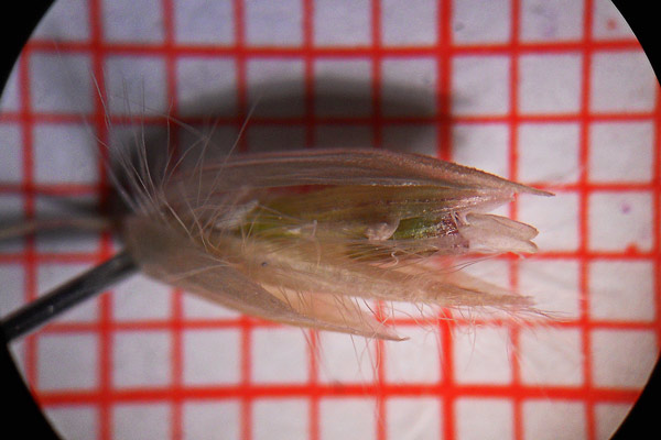 Melica ciliata, Melica barbata, Erba mustazzuda, Meliga
