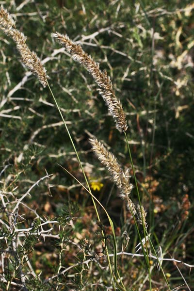 Melica ciliata, Melica barbata, Erba mustazzuda, Meliga