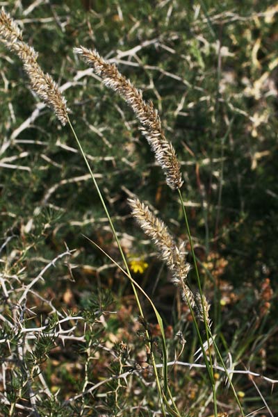 Melica ciliata subsp. magnolii, Melica di Magnol, Erba mustazzuda, Meliga