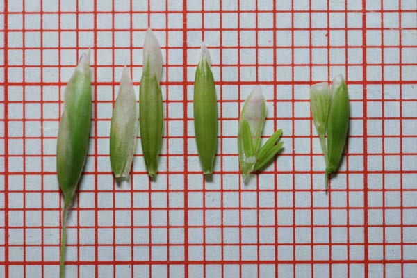 Melica minuta subsp. latifolia, Melica piramidale