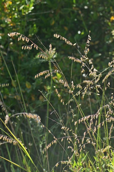 Melica minuta subsp. latifolia, Melica piramidale