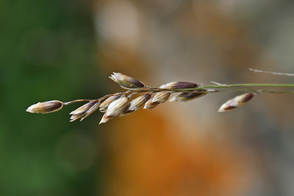 Melica minuta, Meliga