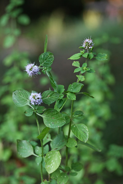 Mentha aquatica, Menta acquatica, Menta d’acqua, Mentastro, Ament'e arriu, Amentastru, Ment'e arriu, Mentastru